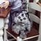 The Queen's Treasures 18 Inch Doll Pet Realistic Grey Striped Kitty Cat